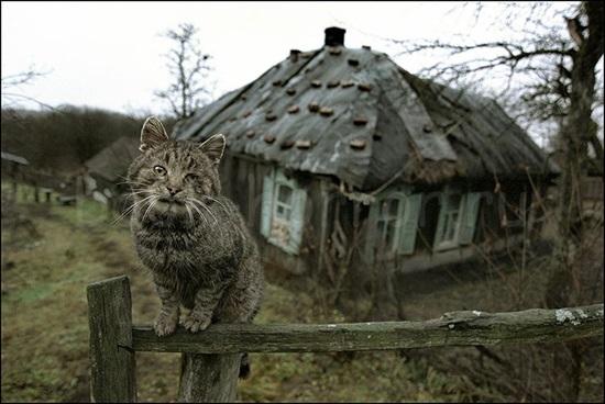 Посёлок Растесс