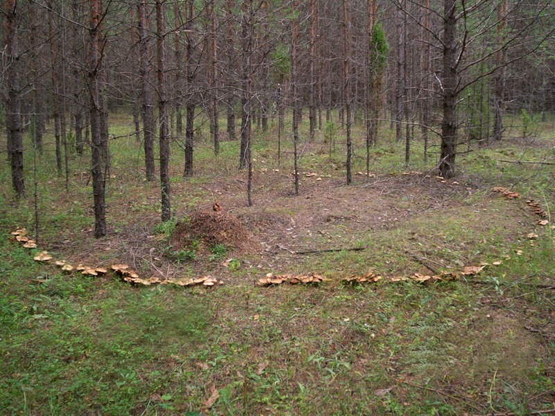 Ведьмин круг