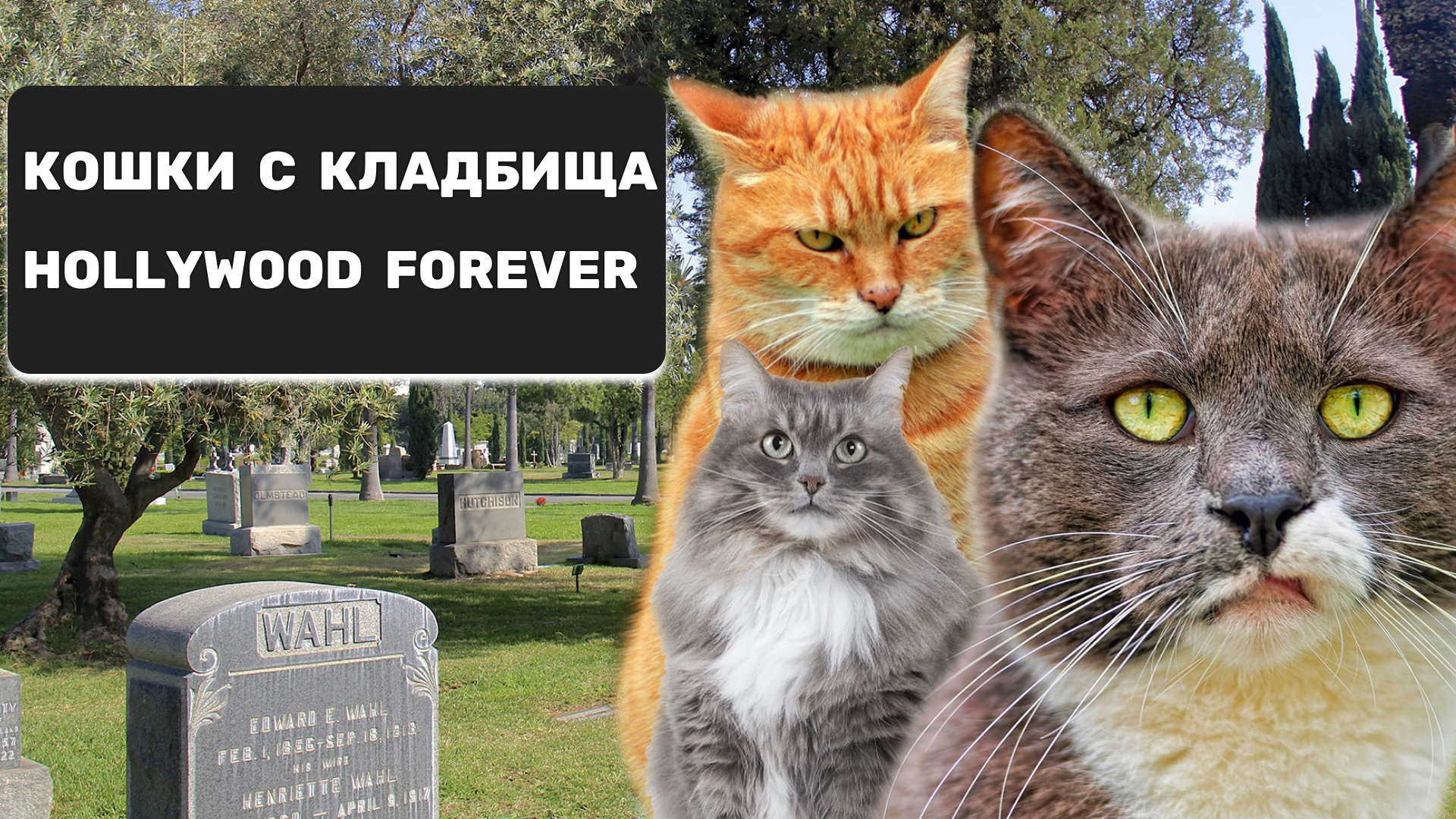Кошки с кладбища Голливуд навсегда